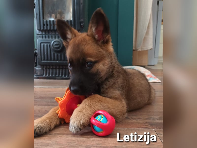 Letizija - Malinois Mix sucht passende Erziehungsberechtigte