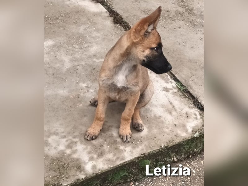 Letizija - Malinois Mix sucht passende Erziehungsberechtigte