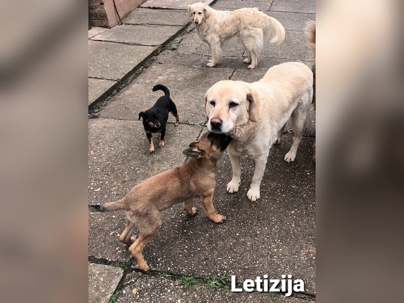 Letizija - Malinois Mix sucht passende Erziehungsberechtigte