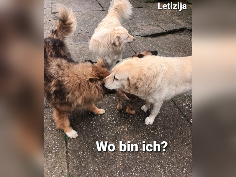 Letizija - Malinois Mix sucht passende Erziehungsberechtigte