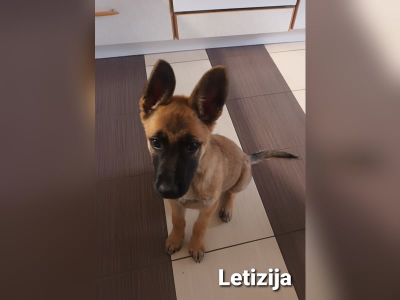 Letizija - Malinois Mix sucht passende Erziehungsberechtigte