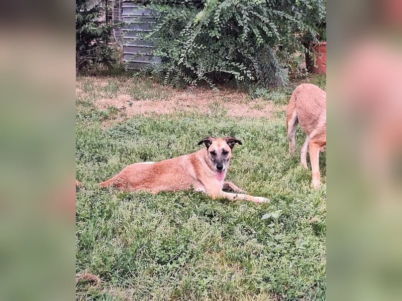Fee Tierschutzhund sucht ein Zuhause