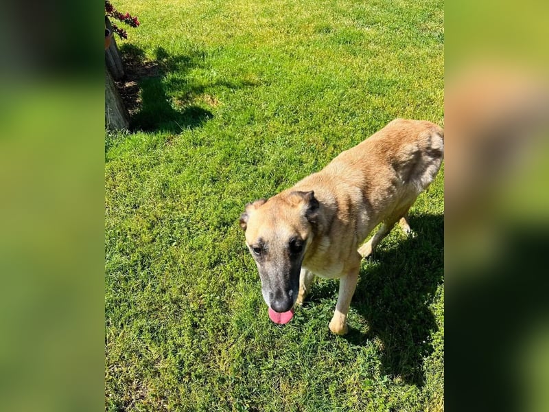 Fee Tierschutzhund sucht ein Zuhause