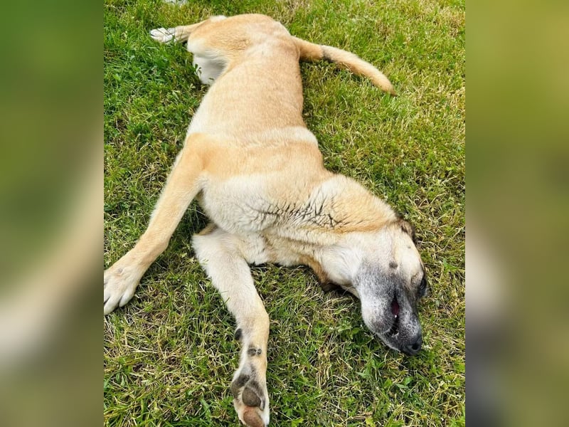 Fee Tierschutzhund sucht ein Zuhause