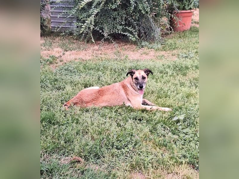 Fee Tierschutzhund sucht ein Zuhause