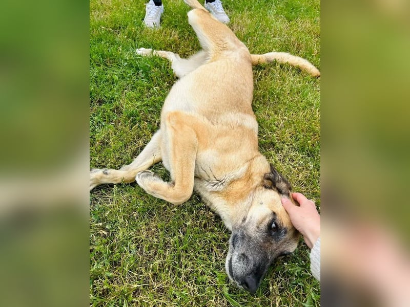 Fee Tierschutzhund sucht ein Zuhause