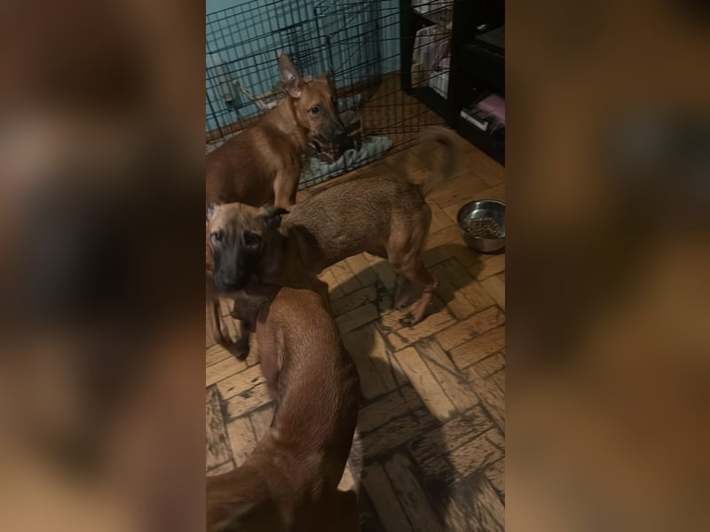 Malinois Welpe sucht ihre Familie
