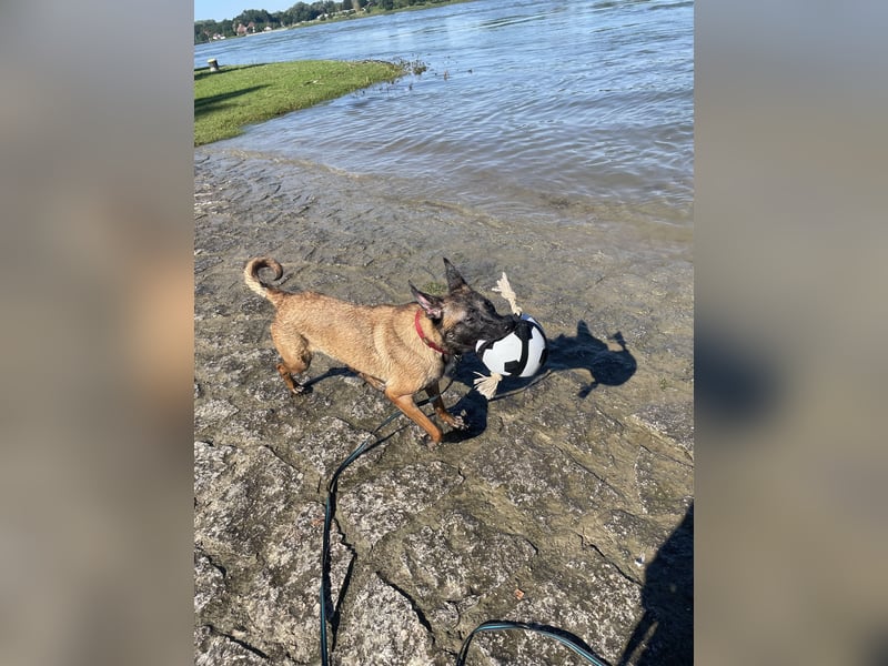 Reine Malinois Hündin sucht sein zu Hause