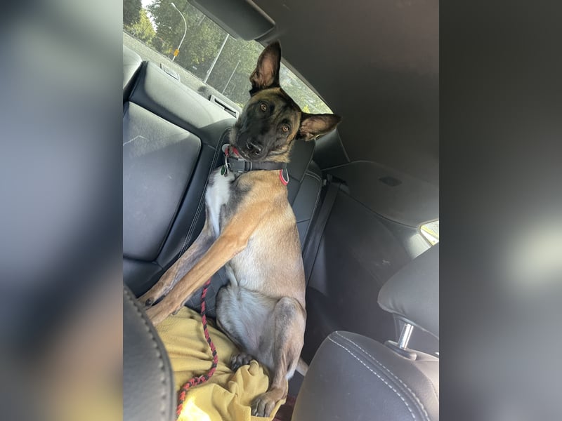 Reine Malinois Hündin sucht sein zu Hause