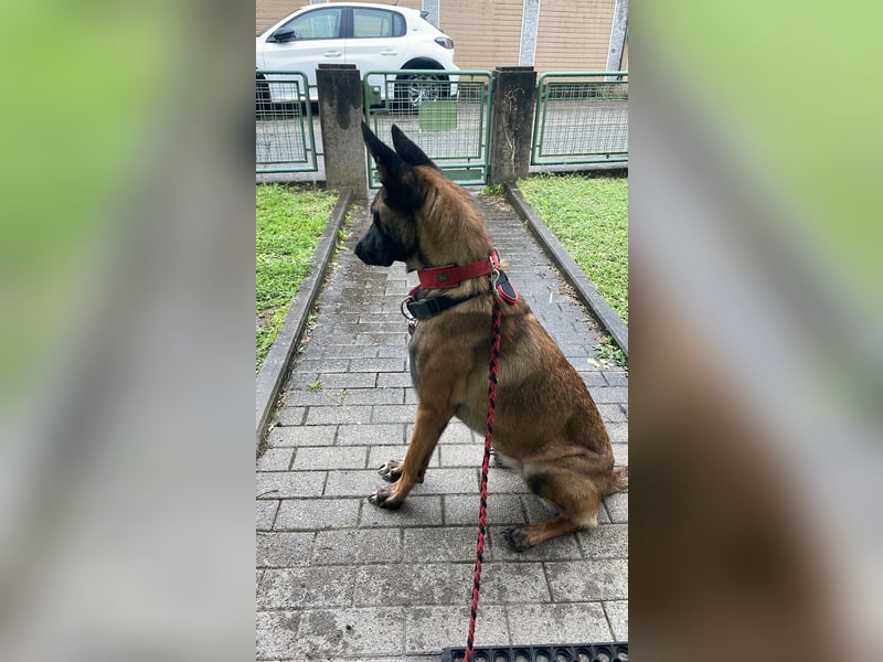 Reine Malinois Hündin sucht sein zu Hause