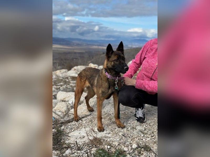Schäferhund(mix) Freunde aufgepasst – hier kommt unsere Reika