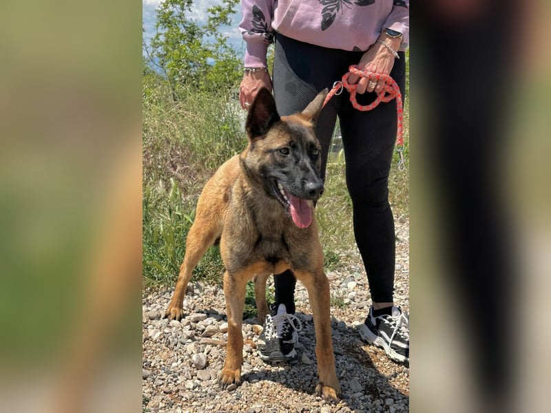 Schäferhund(mix) Freunde aufgepasst – hier kommt unsere Reika