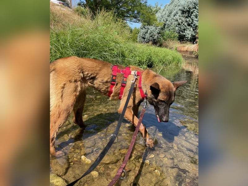 Schäferhund(mix) Freunde aufgepasst – hier kommt unsere Reika
