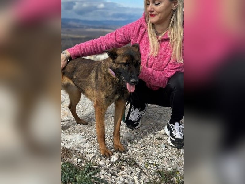 Schäferhund(mix) Freunde aufgepasst – hier kommt unsere Reika