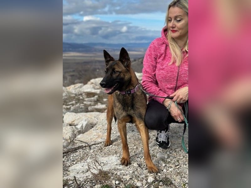 Schäferhund(mix) Freunde aufgepasst – hier kommt unsere Reika