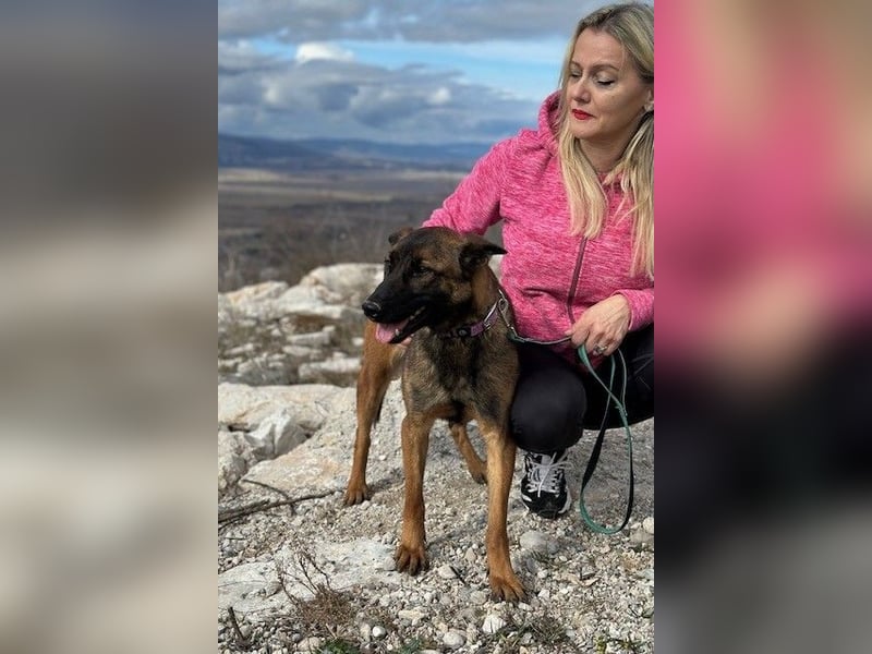Schäferhund(mix) Freunde aufgepasst – hier kommt unsere Reika