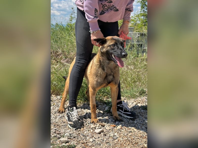 Schäferhund(mix) Freunde aufgepasst – hier kommt unsere Reika