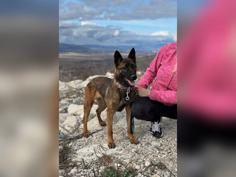 Schäferhund(mix) Freunde aufgepasst – hier kommt unsere Reika
