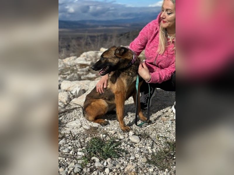 Schäferhund(mix) Freunde aufgepasst – hier kommt unsere Reika