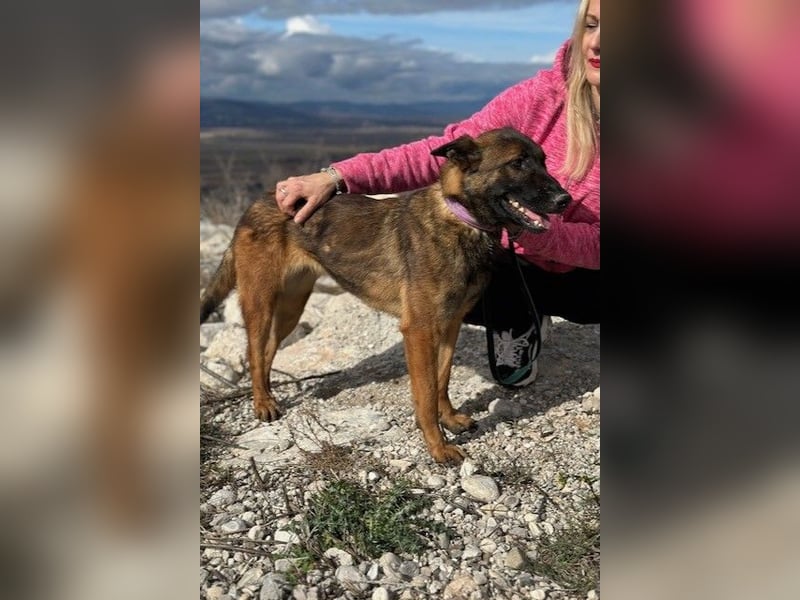 Schäferhund(mix) Freunde aufgepasst – hier kommt unsere Reika