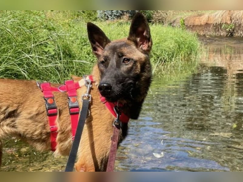 Schäferhund(mix) Freunde aufgepasst – hier kommt unsere Reika
