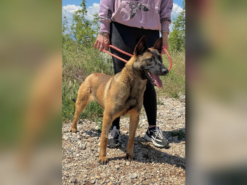 Schäferhund(mix) Freunde aufgepasst – hier kommt unsere Reika