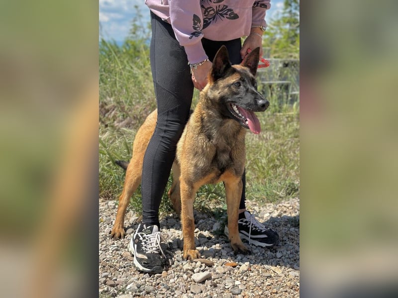 Schäferhund(mix) Freunde aufgepasst – hier kommt unsere Reika