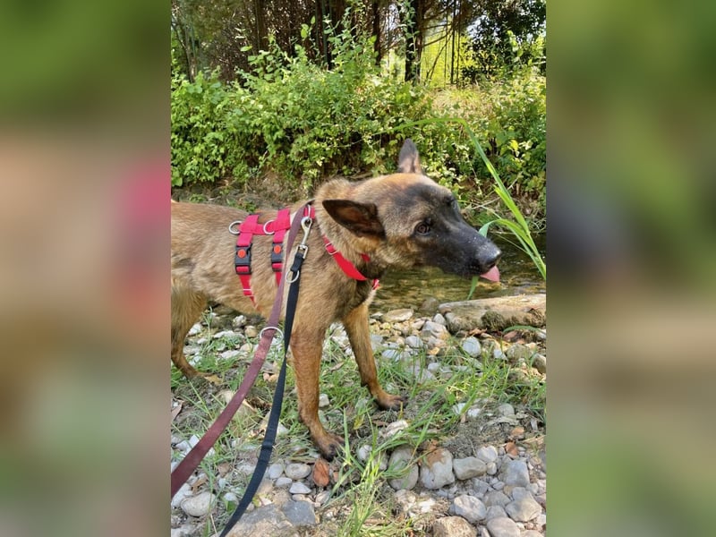 Schäferhund(mix) Freunde aufgepasst – hier kommt unsere Reika