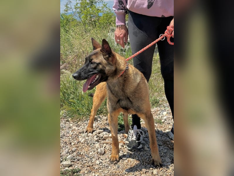 Schäferhund(mix) Freunde aufgepasst – hier kommt unsere Reika