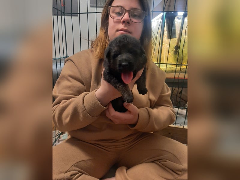 Meine hübschen Malinois Mix Welpen an