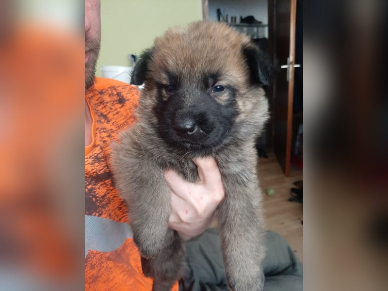 Meine hübschen Malinois Mix Welpen an