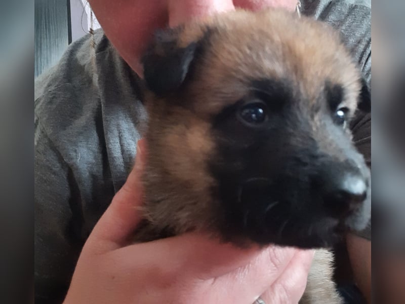 Meine hübschen Malinois Mix Welpen an