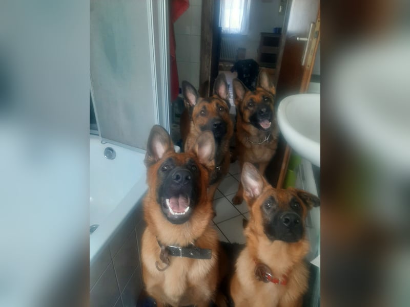 Meine hübschen Malinois Mix Welpen an