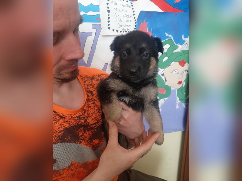 Meine hübschen Malinois Mix Welpen an