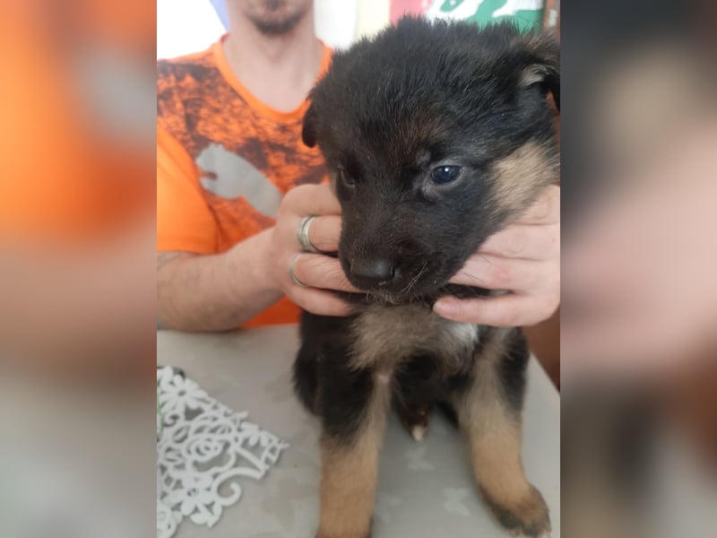 Meine hübschen Malinois Mix Welpen an
