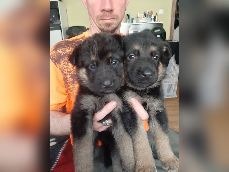 Meine hübschen Malinois Mix Welpen an