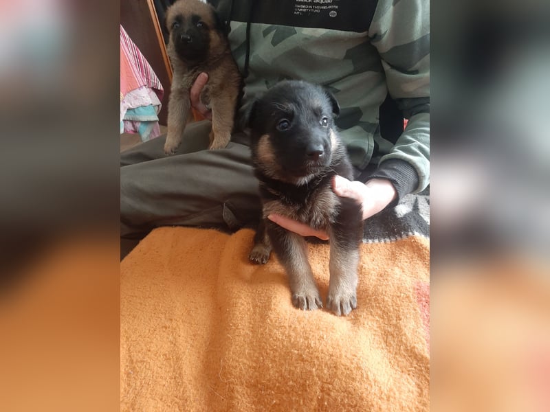 Meine hübschen Malinois Mix Welpen an