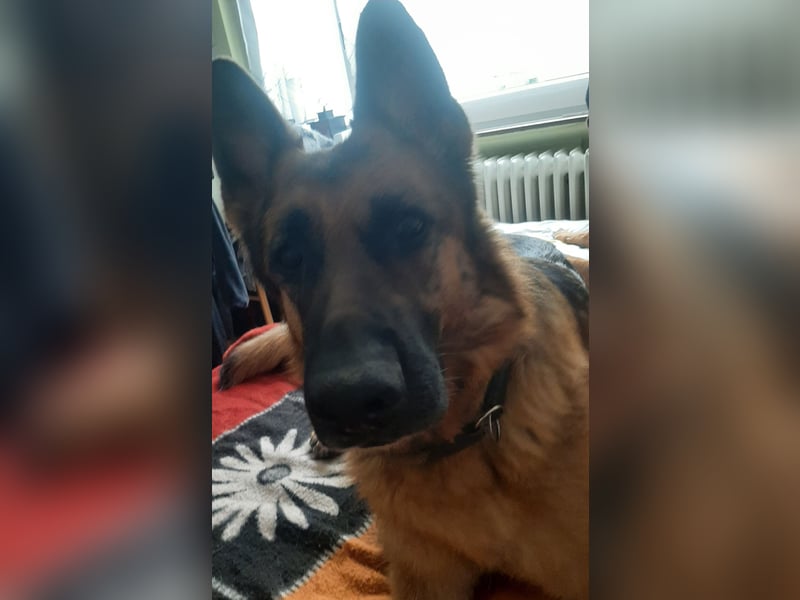 Meine hübschen Malinois Mix Welpen an
