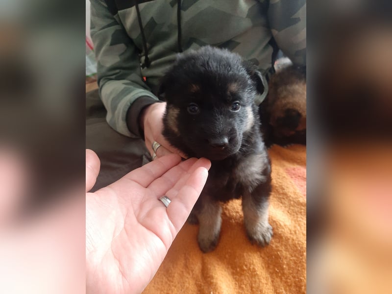 Meine hübschen Malinois Mix Welpen an