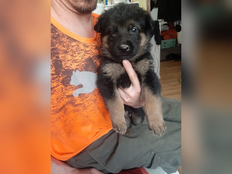 Meine hübschen Malinois Mix Welpen an