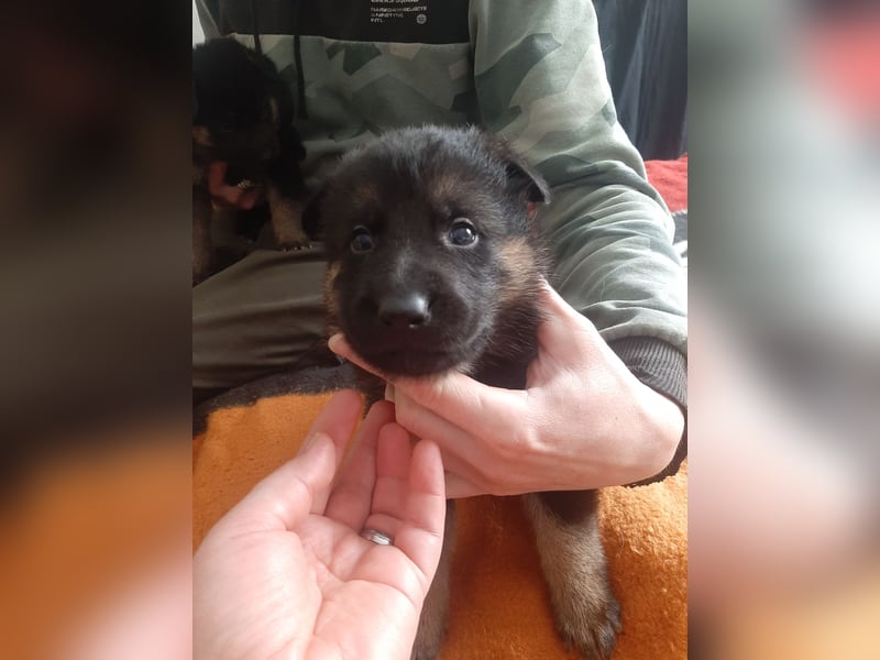 Meine hübschen Malinois Mix Welpen an