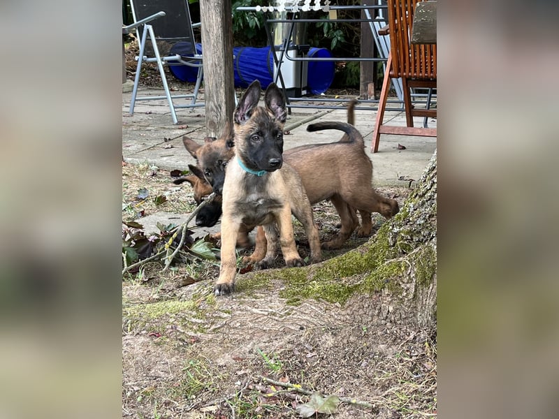 Malinois