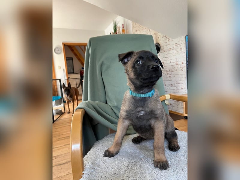 Malinois