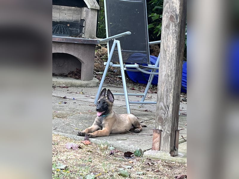 Malinois