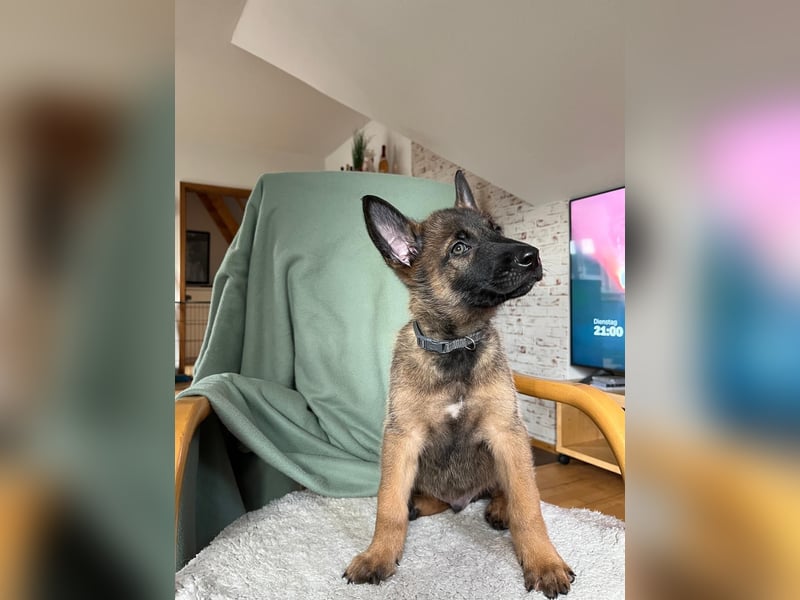 Malinois