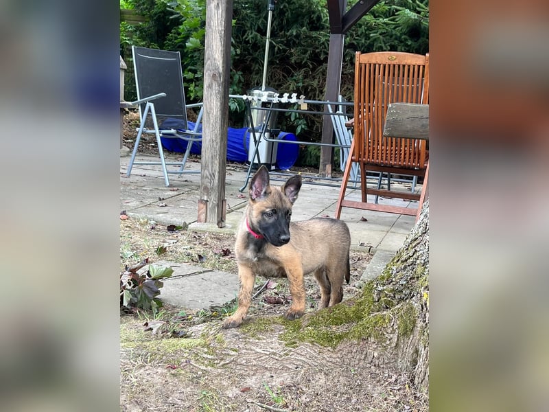 Malinois