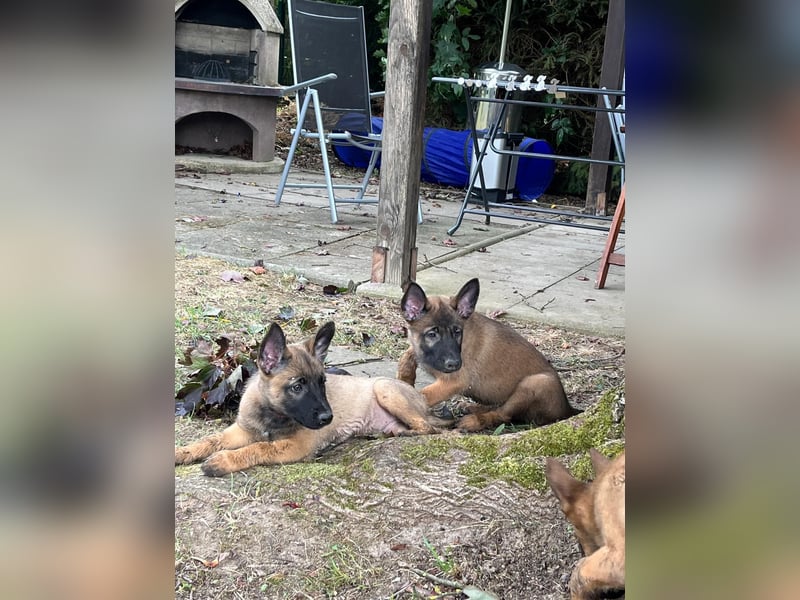 Malinois