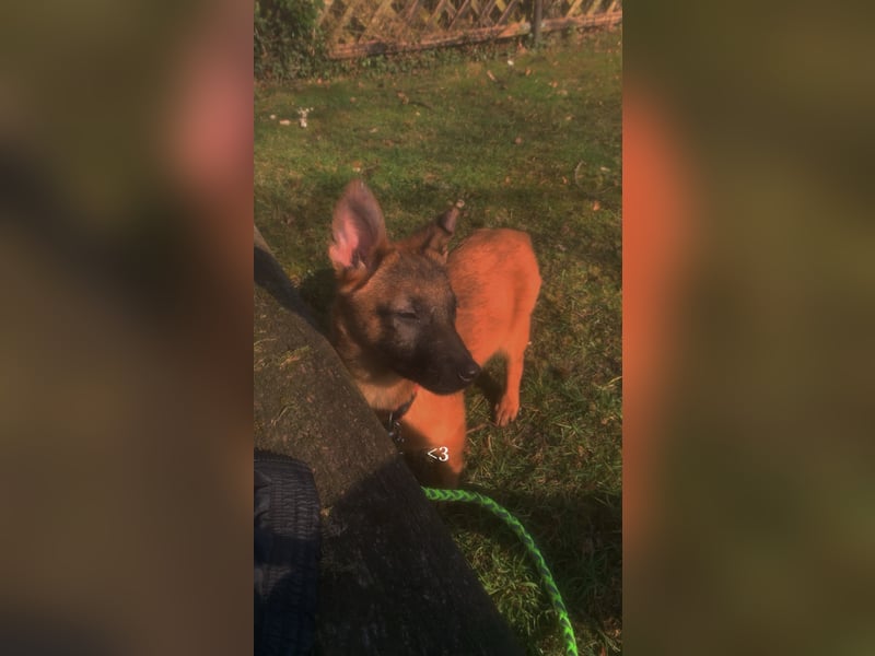 Malinois Welpe