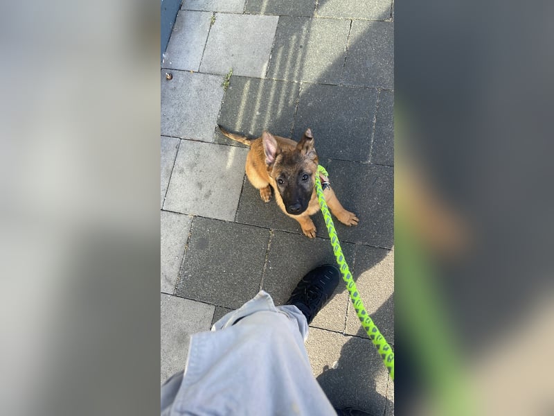 Malinois Welpe