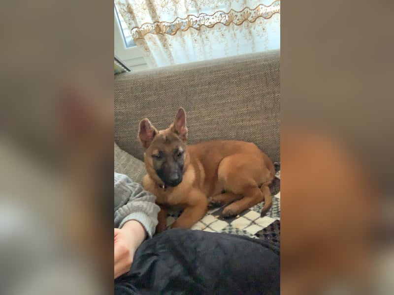 Malinois Welpe